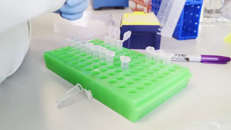 A laboratory workspace featuring a green plastic tube rack holding multiple labeled microcentrifuge tubes with open lids. A gloved hand is handling a pipette near the tubes.