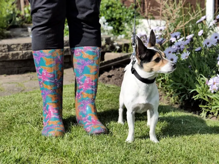 A small dog in a garden with the owner's legs visible.